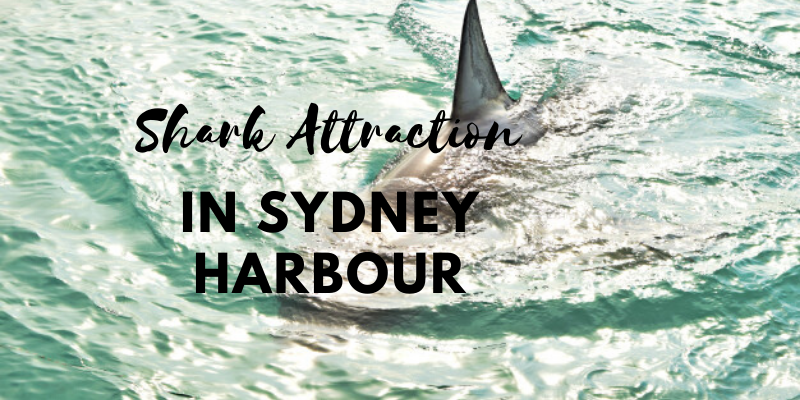 For how long have you been pondering to catch a glimpse of the sharks in the Sydney Harbour? Or did you ever think to run to any sharks at the time of